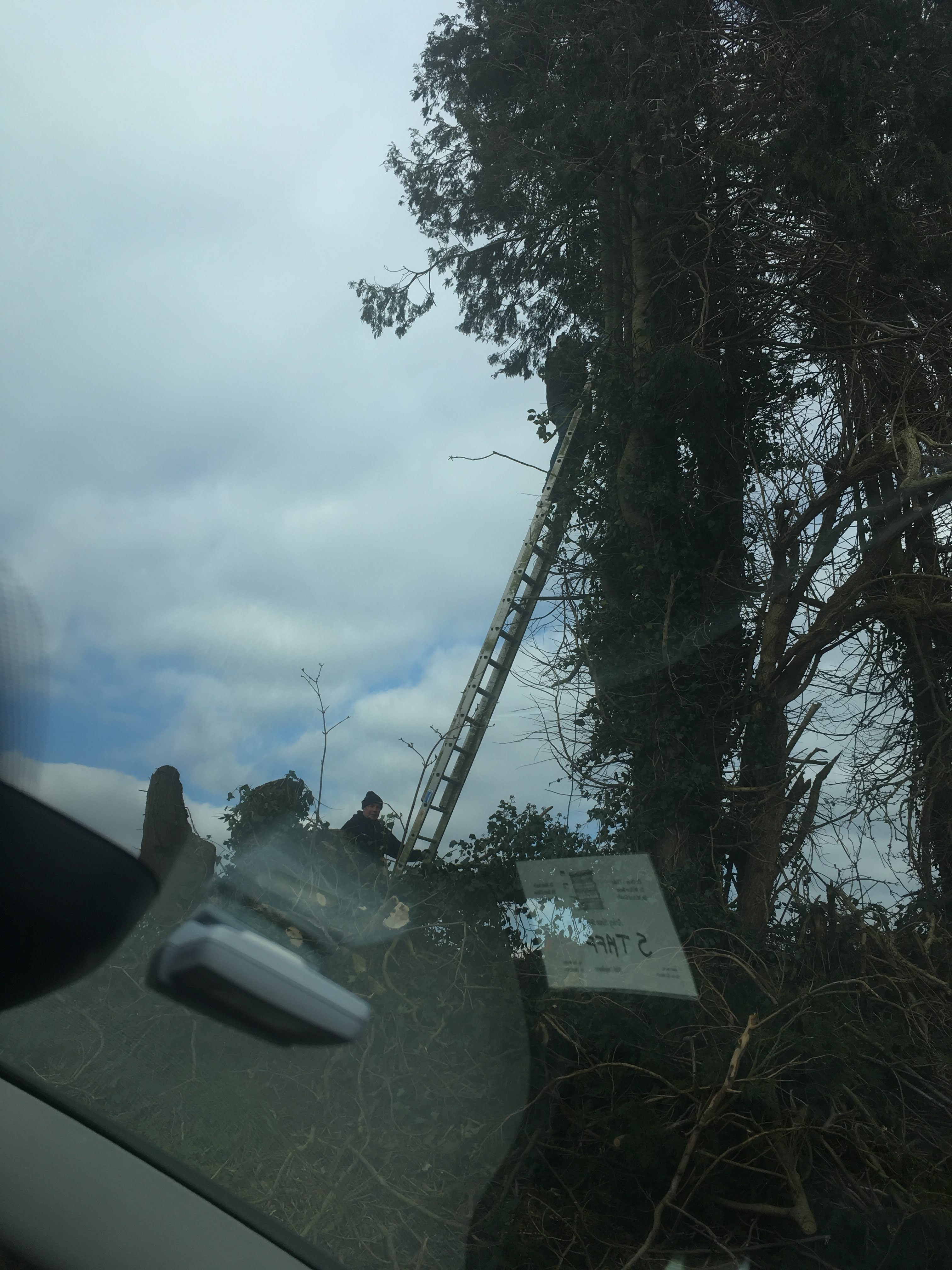 Volunteers felling overgrown trees to reclaim the court site